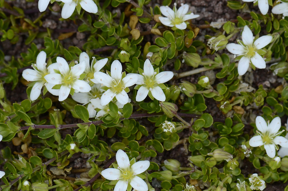 Arenaria biflora L. / Arenaria biflora